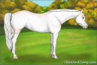 Horse Color:Silver Classic Cream Champagne Roan Dun Splash Frame 