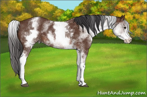 Horse Color: White Spotted Bay Rabicano 