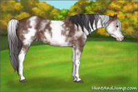 Horse Color:White Spotted Bay Rabicano 
