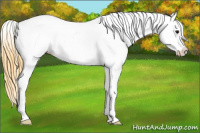 Horse Color:Smoky Black Appaloosa 