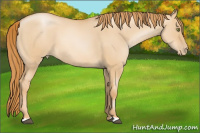 Horse Color:Red Dun Pearl 