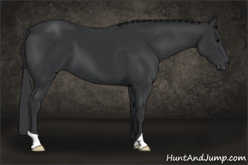 Horse Color: Black 