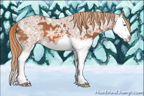 Horse Color: Liver Chestnut Ice Sabino Splash 