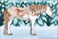Horse Color:Liver Chestnut Ice Sabino Splash 