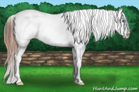 Horse Color:Grullo Splash Appaloosa Rabicano