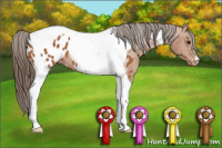 Horse Color:Bay Tobiano Appaloosa 