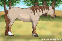 Horse Color:Liver Red Dun Tobiano