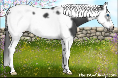 Horse Color: Black Splash Tobiano Frame 