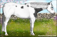 Horse Color:Black Splash Tobiano Frame 