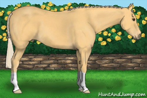 Horse Color: Palomino 