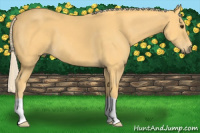 Horse Color:Palomino 