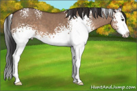 Horse Color:White Spotted Brown Dun Splash