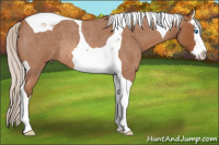 Horse Color:Silver Bay Roan Splash Tobiano Rabicano