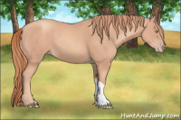 Horse Color:Gold Champagne 