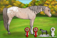 Horse Color:Bay Roan Appaloosa 