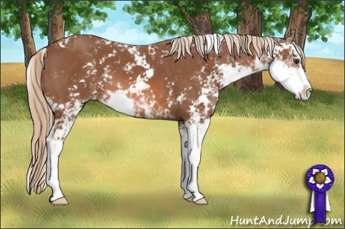 Horse Color: Liver Chestnut Sabino 