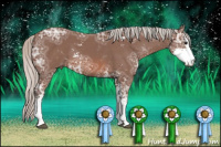 Horse Color:Silver Bay Ice Sabino Rabicano 