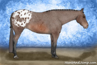 Horse Color:Bay Appaloosa