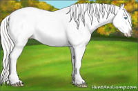 Horse Color:Cremello Splash Appaloosa