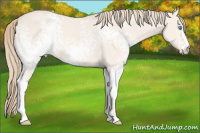 Horse Color:White Spotted Perlino Dun 