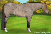 Horse Color:Buckskin Roan 