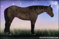 Horse Color:ERROR: UNKNOWN ANOMALY