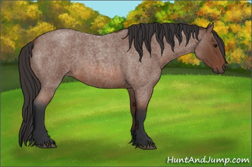 Horse Color: Bay Roan 