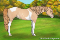 Horse Color:Gold Champagne Tobiano Rabicano 