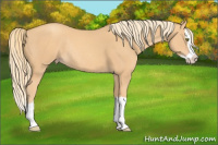 Horse Color:Gold Champagne Splash Rabicano 