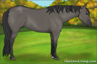 Horse Color:Brown Dun 