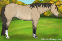 Horse Color:Buckskin Dun Rabicano 