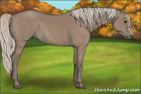 Horse Color:Silver Grullo 