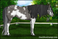 Horse Color:White Spotted Brown Dun Splash Frame Rabicano