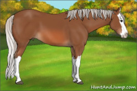 Horse Color:Silver Bay Splash 