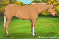 Horse Color:Palomino 