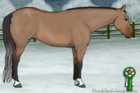 Horse Color:Bay Dun