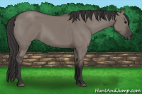 Horse Color:Buckskin Dun 