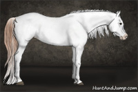 Horse Color:Black Splash Appaloosa 