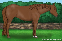 Horse Color:Gray Chestnut 
