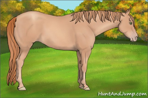 Horse Color: Gold Champagne 