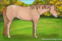 Horse Color:Gold Champagne 