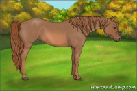Horse Color:Red Roan 