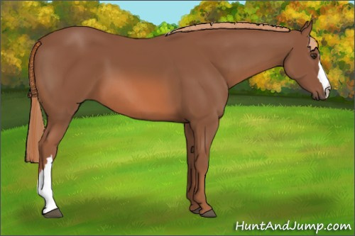 Horse Color: Liver Chestnut 
