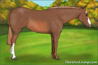 Horse Color:Liver Chestnut 