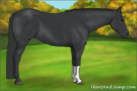 Horse Color:Black 