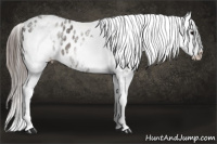 Horse Color:White Spotted Brown Appaloosa