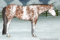 Horse Color:White Spotted Bay 