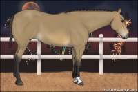 Horse Color:Buckskin 