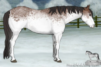 Horse Color:White Spotted Bay 