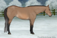 Horse Color:Bay Dun